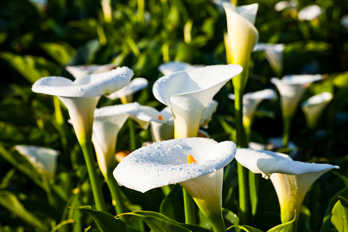 beautiful white Calla lily with dewdrops close-up.