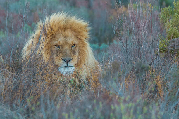 Male African lion