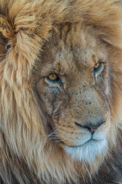 istock Male African lion 1152146915