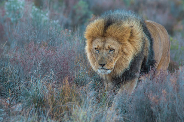 istock Male African lion 1152146921