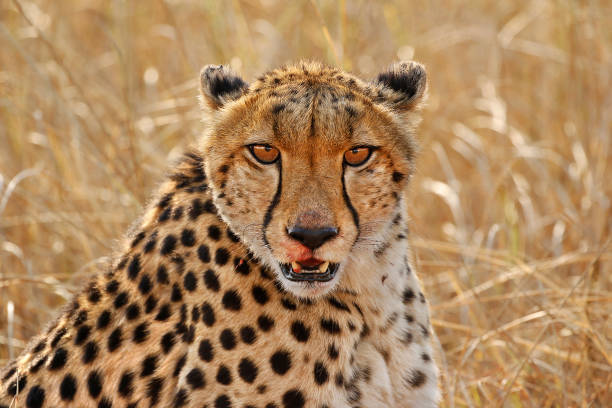 Cheetah Face Stock Photos, Pictures & Royalty-Free Images - iStock