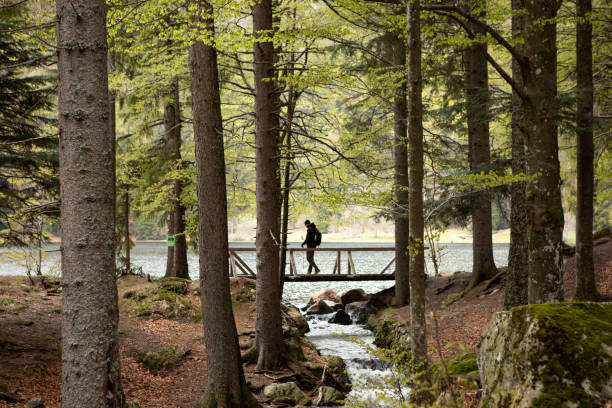 Dark silhouette of man walking through the wooden bridge in the forest. Mountain lake and stream. Hiking in forest. Natur park hiking trail. Black forest. Schwarzwald, Germany. Wild wood in the mountains. Beautiful view inside of pine forest. Tree trunks, one person. Schwarzwald, Germany. Black Forest. black forest photos stock pictures, royalty-free photos & images