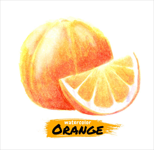 istock Hand drawn watercolor orange painting on white background. Vector illustration of fruit orange 1152148893