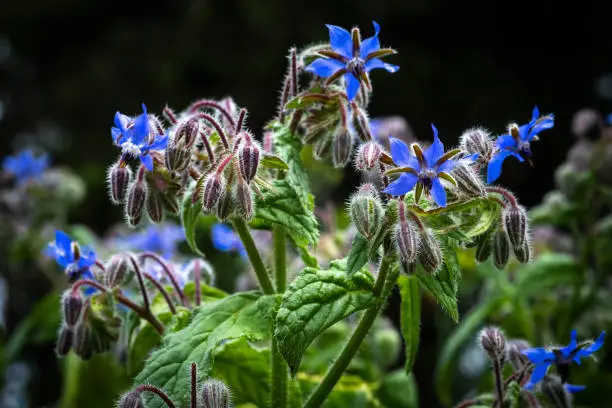 Borage plant growing in community garden. California, USA.  Leaves are used in tea, herbal medicine, flowers are edible and used in salads.