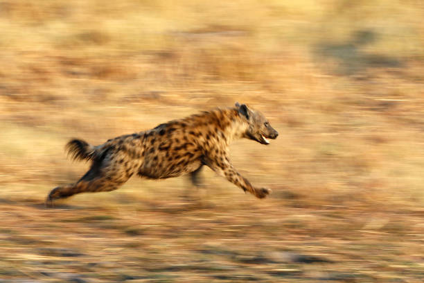 Animal hyena running panning photography wildlife Africa nature scavenger predator savanna safari grassland stock photo