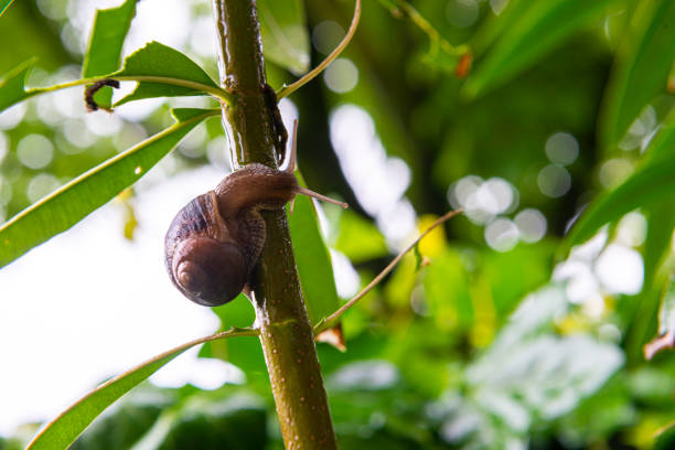 Snail a mollusk with a single spiral shell into which the whole body can be withdrawn