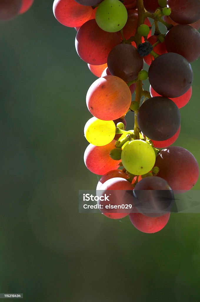 Racimo de uvas en retroiluminación II - Foto de stock de Adulto maduro libre de derechos