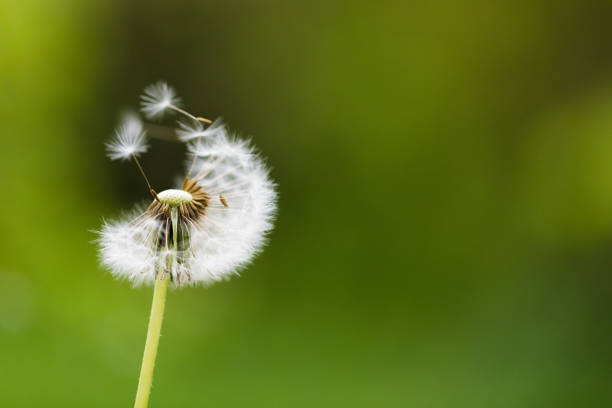 istock Dandelion flying on green background - Image 1152154443