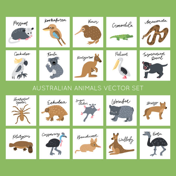 Clipart Vector Drawing Australian Animals vector illustrations clipart bundle. Kids design posters set. 
Wild mammal drawing in scandinavian style. Handwritten lettering. Exotic wildlife. echidna isolated stock illustrations