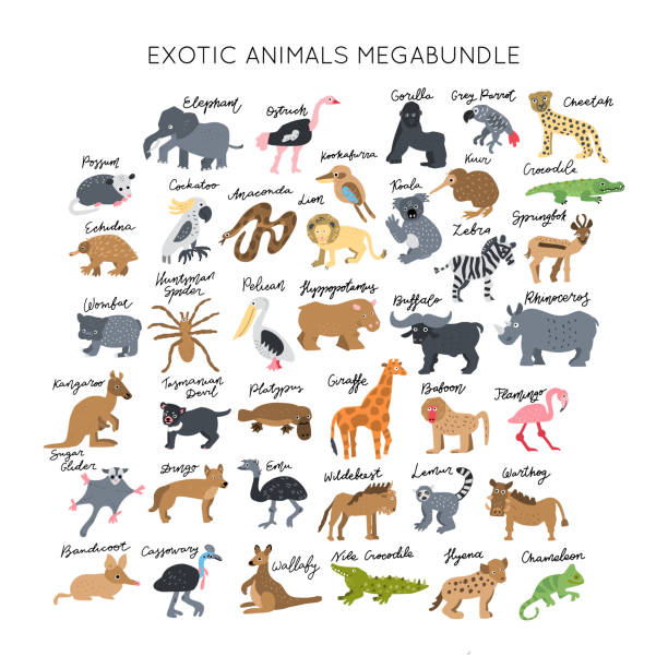 Clipart Vector Drawing Set Stock Illustration - Download Image Now - Lemur, Animal, Animal Themes - iStock Clipart Vector Drawing Set Stock Illustration - Download Image Now - Lemur, Animal, Animal Themes - iStock