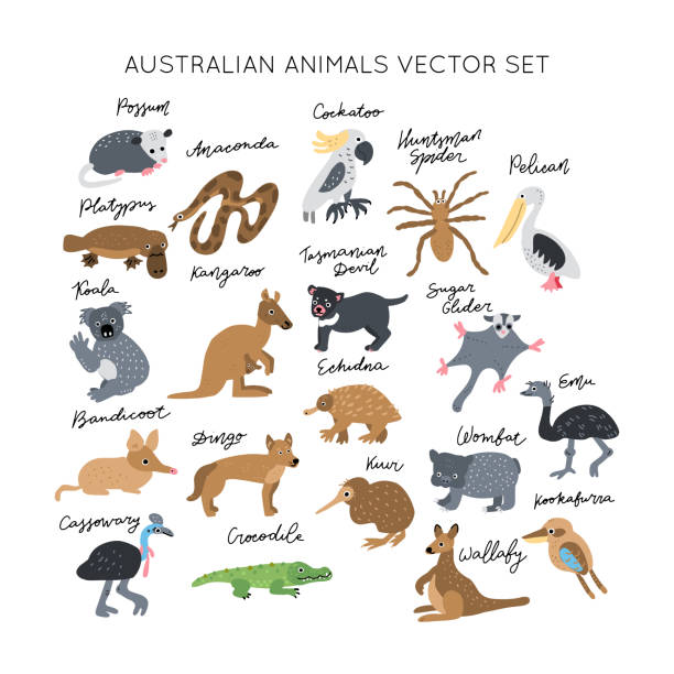 ilustrações de stock, clip art, desenhos animados e ícones de clipart vector drawing - australian animals