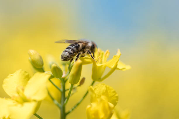 honneybee sammelt nektar auf einer rapsblume - corn tassel stock-fotos und bilder