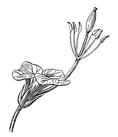 Illustration of a Cleome gynandra , Shona cabbage, African cabbage, spiderwisp, cat's whiskers, chinsaga and stinkweed