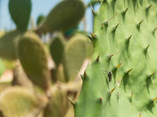 Little fly on the cactus leaf. Close-up, macro.
