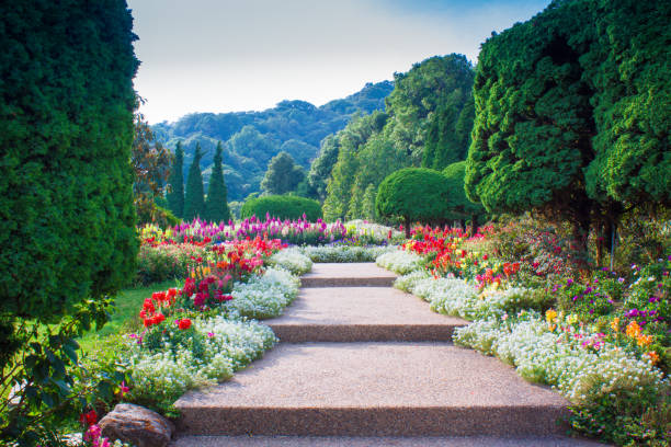 istock Mountain flower garden in Thailand 1152156025