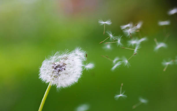 istock Dandelion flying on green background - Image 1152156420