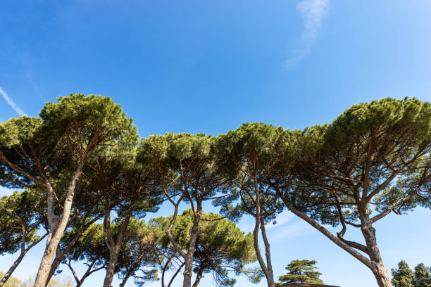 Close-up a forest with maritime pine trees with green needles on a blue sky with clouds. Mediterranean region, Ostia antica, Rome, Latium, Italy, Europe