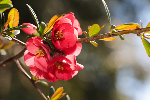 blooming Japanese plum flowers in spring time close up view - Image