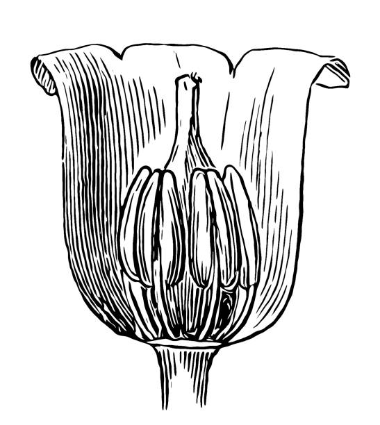 Lily of the valley (Convallaria majalis) Illustration of a Lily of the valley (Convallaria majalis) lily of the valley antique botanical engraving stock illustrations