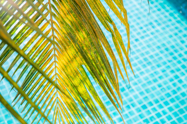 istock Coconut leaf over blurred blue swimming pool background 1152162414