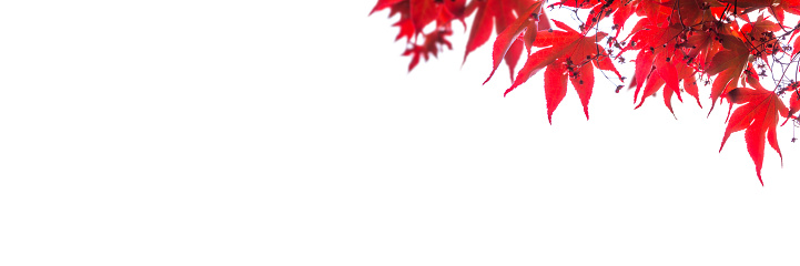 japanese blooming maple branch isolated on white background
