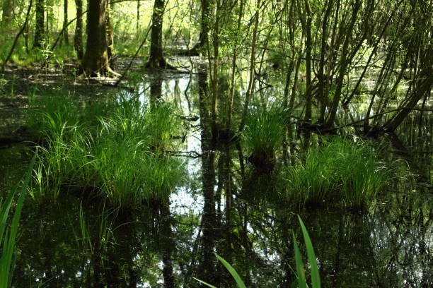istock Swamp in national park Langdonken in Belgium. 1152163623