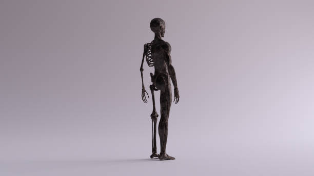 istock Black Iron Ecorche Half Skeletal System Half Muscle System Anatomical Model 3 Quarter Rear Right View 1152163793
