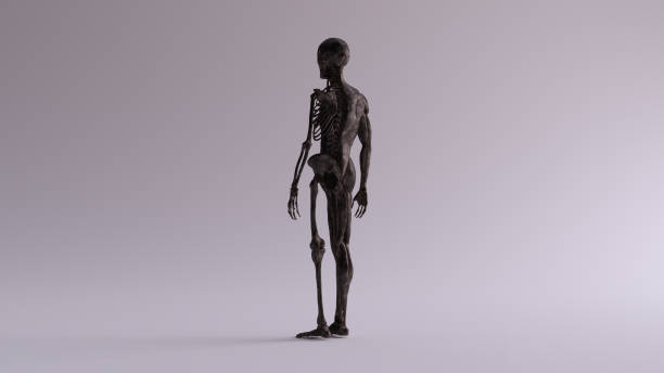 istock Black Iron Ecorche Half Skeletal System Half Muscle System Anatomical Model 3 Quarter Rear left View 1152164578