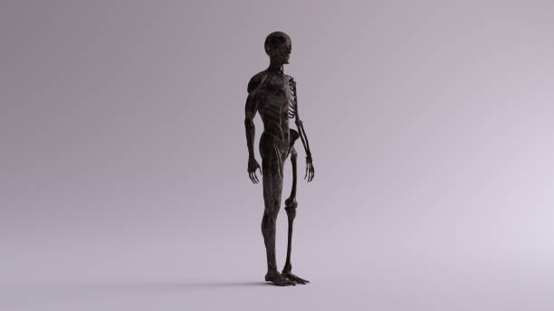 Black Iron Ecorche Half Skeletal System Half Muscle System Anatomical Model 3 Quarter Front Right View Black Iron Ecorche Half Skeletal System Half Muscle System Anatomical Model 3 Quarter Front Right View 3d illustration 3d render flayed stock pictures, royalty-free photos & images