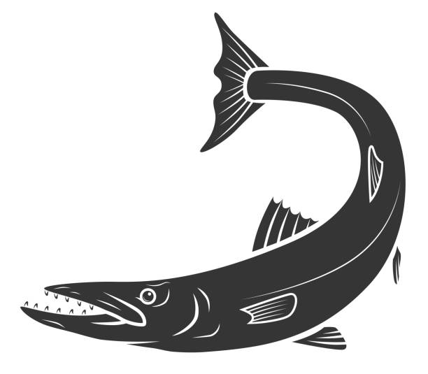illustrazioni stock, clip art, cartoni animati e icone di tendenza di barracuda monocromatica - barracuda