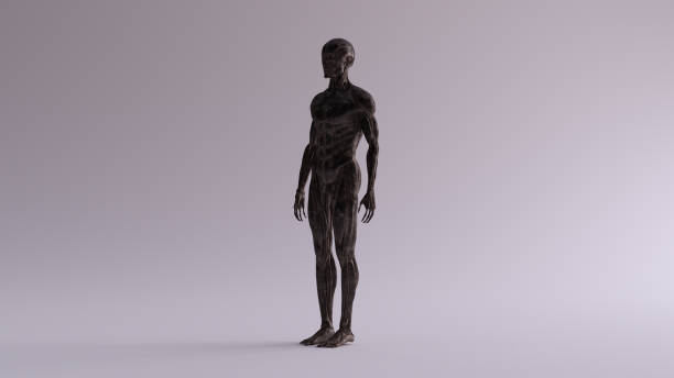 istock Black Iron Ecorche Muscle and Skeletal System Anatomical Model 3 Quarter Front Left View 1152165938