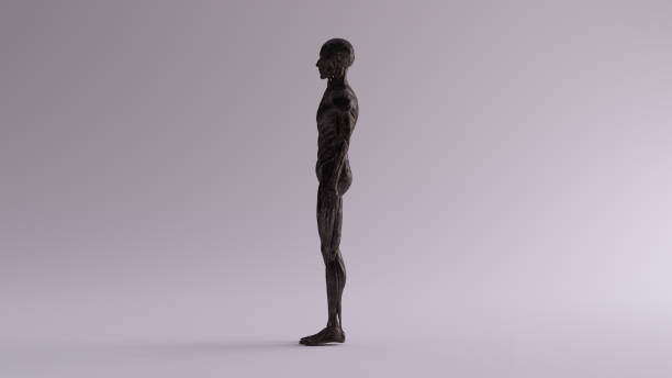 istock Black Iron Ecorche Muscle and Skeletal System Anatomical Model Left View 1152166574