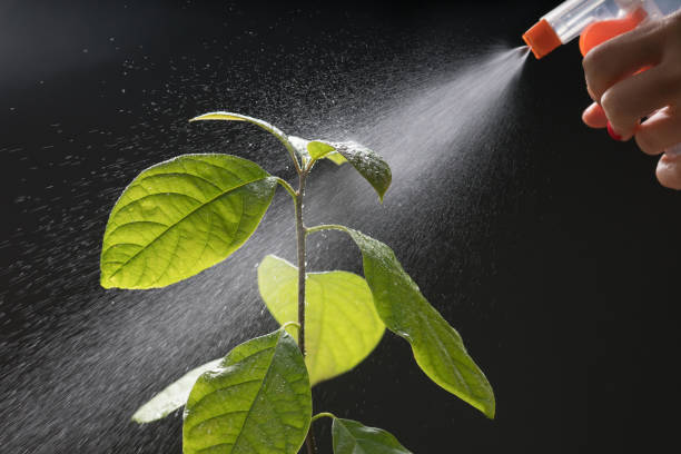 istock Fresh green leaves with water drop avocado tree 1152166618
