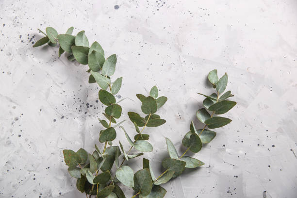 istock A florist's minimalist workplace with a single eucalyptus branch. 1152166621