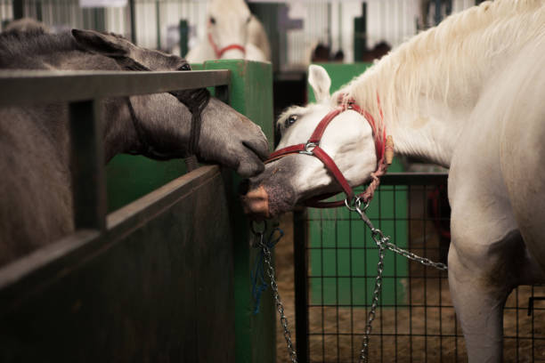 istock The black and white horse are touching 1152166718