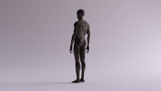 istock Black Iron Ecorche Muscle and Skeletal System Anatomical Model 3 Quarter Rear Left View 1152166917