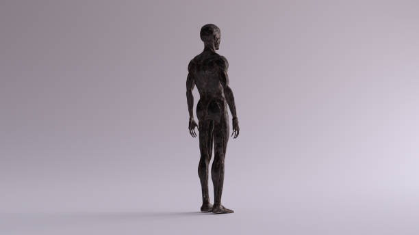 istock Black Iron Ecorche Muscle and Skeletal System Anatomical Model 3 Quarter Rear Right View 1152167122