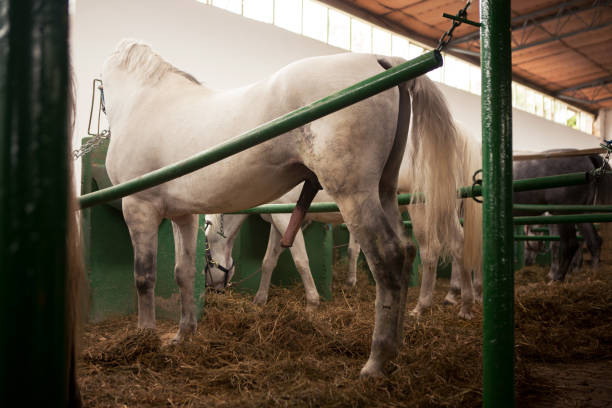 A white horse is ready for the female while in the barn.