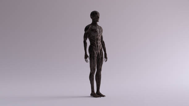 istock Black Iron Ecorche Muscle and Skeletal System Anatomical Model 3 Quarter Front Right View 1152167247