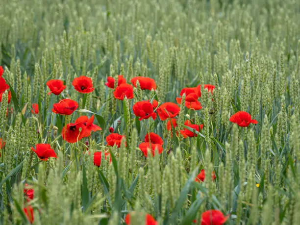 Beautiful scene with natural wild poppies in a wheat field.