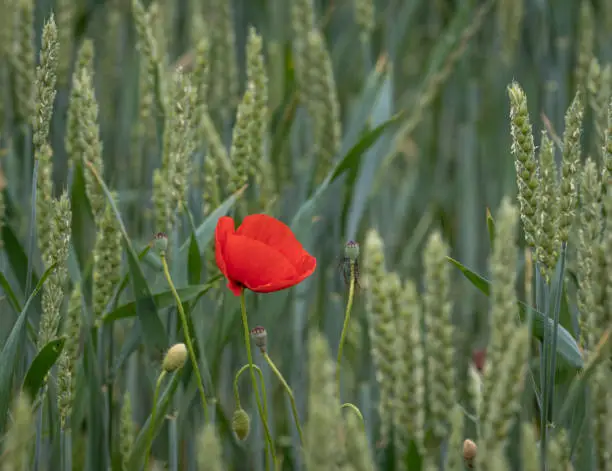 Scene of a wild poppy in the of a wheat field.
