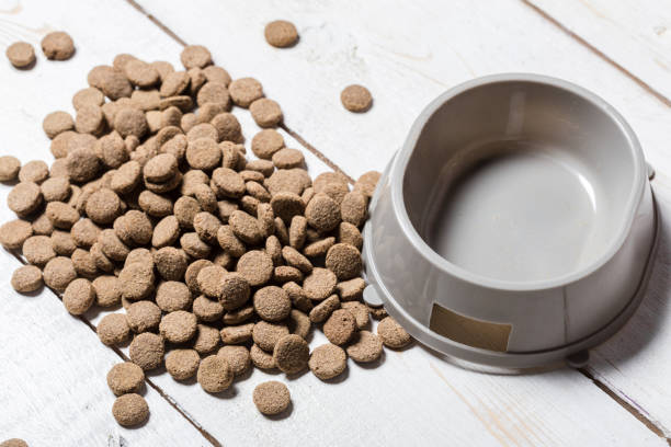 istock pets food on wooden floor 1152168785
