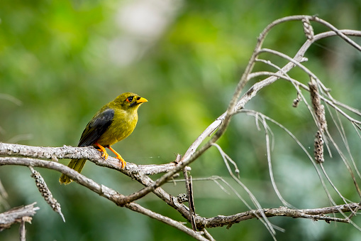 Cute little Bellbird perched in a gum tree