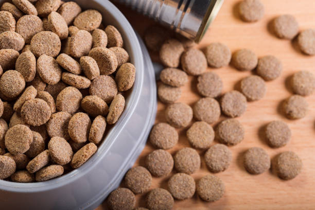 istock pets food on wooden floor 1152168914