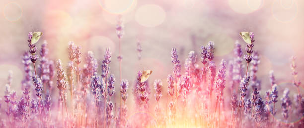 istock White butterflies on beautiful lavender flower 1152169650