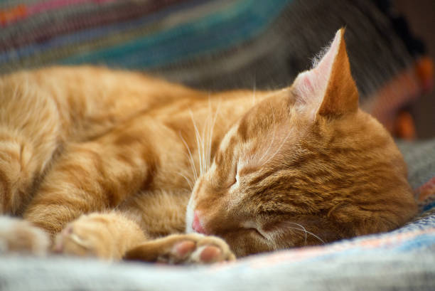 istock Portrait of a cute ginger cat 1152169711