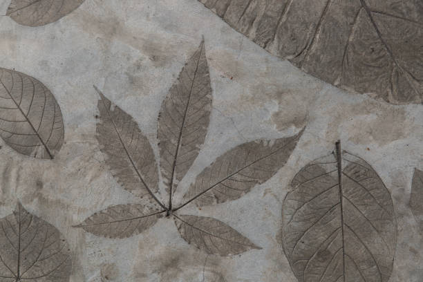 istock Leaf detail was stamped on the concrete surface floor 1152169810