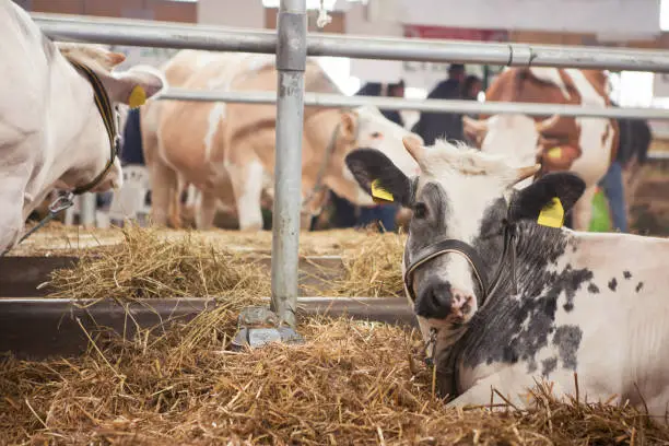 Photo of Black and white cow lies in the hay in a barn.