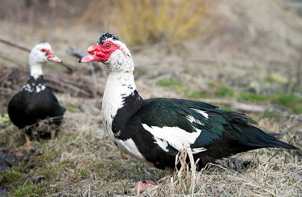 musky pato - foto de acervo