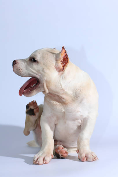 istock 3 months pitbull dog on white background 1152171127